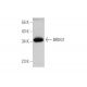 BRDG1 Antibody (G-5) - Western Blotting - Image 349040 