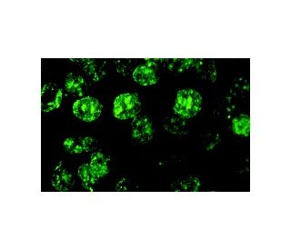 BrdU Antibody (IIB5) - Immunofluorescence - Image 10222 