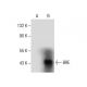 BRE Antibody (A-4) - Western Blotting - Image 287867