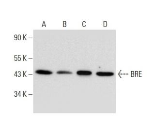 BRE Antibody (D-2) - Western Blotting - Image 299284 