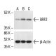 BRF2 Antibody (A-12) - Western Blotting - Image 411794