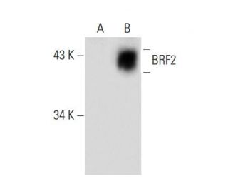 BRF2 Antibody (F-3) - Western Blotting - Image 134757
