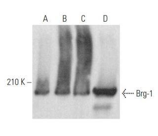 SMARCA4/Brg1 Antibody (H-10) - Western Blotting - Image 353975 