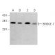 BRIDGE-1 Antibody (D-4) - Western Blotting - Image 375873 