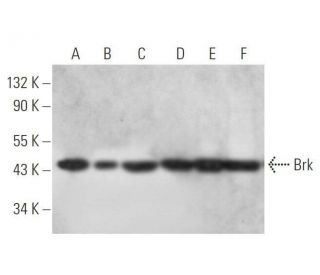 Brk Antibody (5G1) - Western Blotting - Image 352845 