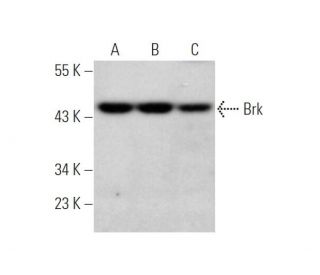 Brk Antibody (D-6) - Western Blotting - Image 349314 