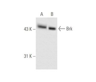 Brk Antibody (D-7) - Western Blotting - Image 62014 