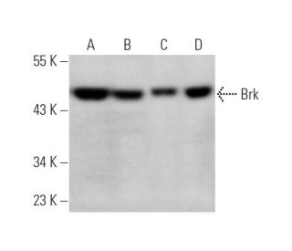 Brk Antibody (G-6) - Western Blotting - Image 349315 