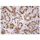 Brm Antibody (E-6) - Immunohistochemistry - Image 159179 