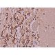 Brm Antibody (E-6) - Immunohistochemistry - Image 370359