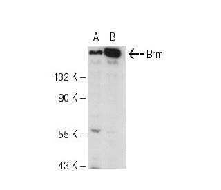 Brm Antibody (E-6) - Western Blotting - Image 84130 