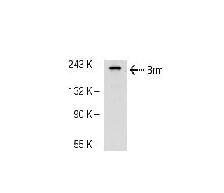 Brm Antibody (E-1) - Western Blotting - Image 52657The Double Nickase Plasmid features a U6 promoter for sgRNA expression, a 20 nt targeting sequence, and a gRNA scaffold to guide Cas9n. It includes a CBh promoter for Cas9n (D10A) and puromycin resistance, GFP for transfection verification, and nuclear localization signals (NLS). The 2A peptide allows co-expression of Cas9n and Puro from a single promoter, enabling precise genome editing with reduced off-target effects. 