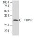 BRMS1 Antibody (4H7) - Western Blotting - Image 34578