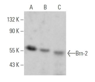 Brn-2/BRN2/POU3F2 Antibody (B-2) - Western Blotting - Image 361585 