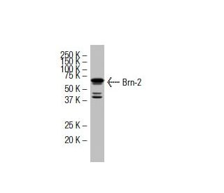 Brn-2/BRN2/POU3F2 Antibody (ZD-12) - Western Blotting - Image 33632