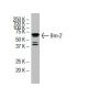 Brn-2/BRN2/POU3F2 Antibody (ZD-12) - Western Blotting - Image 33632