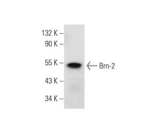 Brn-2/BRN2/POU3F2 Antibody (C-2) - Western Blotting - Image 294559