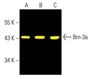 Brn-3a/BRN3A/POU4F1 Antibody (14A6) - Western Blotting - Image 403332 
