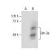 Brn-3a/BRN3A/POU4F1 Antibody (H-6) - Western Blotting - Image 286012 