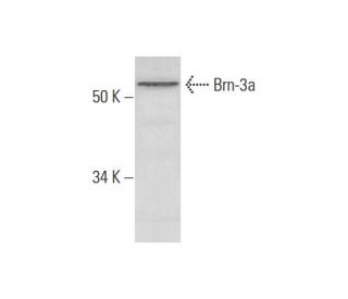 Brn-3a/BRN3A/POU4F1 Antibody (H-6) - Western Blotting - Image 290896 