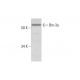 Brn-3a/BRN3A/POU4F1 Antibody (H-6) - Western Blotting - Image 290896 
