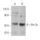 Brn-3a/BRN3A/POU4F1 Antibody (H-6) - Western Blotting - Image 360924