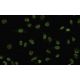 Brn-3c/BRN3C/POU4F3 Antibody (QQ8) - Immunofluorescence - Image 35511
