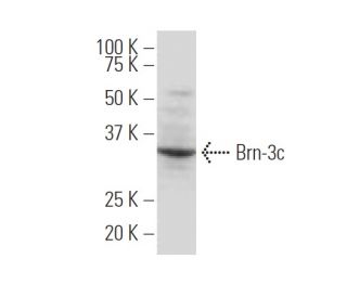 Brn-3c/BRN3C/POU4F3 Antibody (QQ8) - Western Blotting - Image 33631 