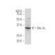 Brn-3c/BRN3C/POU4F3 Antibody (QQ8) - Western Blotting - Image 33631 