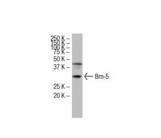 Brn-5/BRN5/POU6F1 Antibody (E-30) - Western Blotting - Image 33633