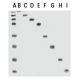 Broad Range Markers: sc-2361. SDS-PAGE analysis of Broad Range Markers, showing total marker panel (A), and individual 200
