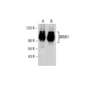 BRSK1 Antibody (B-1) - Western Blotting - Image 154538 