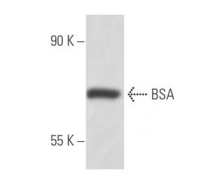 BSA Antibody (25G7) - Western Blotting - Image 15853 