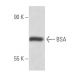 BSA Antibody (25G7) - Western Blotting - Image 15853 