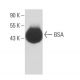 BSA Antibody (25G7) - Western Blotting - Image 17054