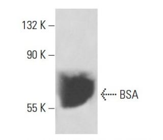 BSA Antibody (5H1) - Western Blotting - Image 17288