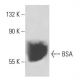 BSA Antibody (5H1) - Western Blotting - Image 17288