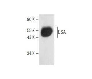 BSA Antibody (A23-A/D3) - Western Blotting - Image 57977