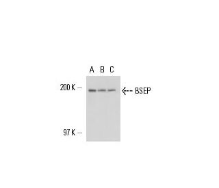 BSEP Antibody (F-6) - Western Blotting - Image 17037 