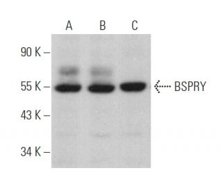 BSPRY Antibody (C-12) - Western Blotting - Image 373979 