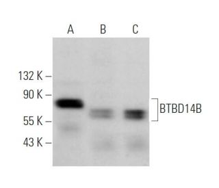 BTBD14B Antibody (E-3) - Western Blotting - Image 371709 