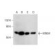 BTBD4 Antibody (C-5) - Western Blotting - Image 286954