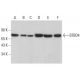 BTBD4 Antibody (C-5) - Western Blotting - Image 381381 