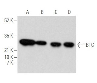 BTC Antibody (E-12) - Western Blotting - Image 355543 