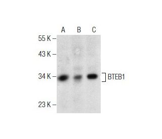 BTEB1 Antibody (E-8) - Western Blotting - Image 155606 