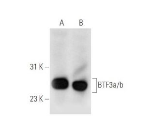 BTF3a/b Antibody (A-5) - Western Blotting - Image 65966 