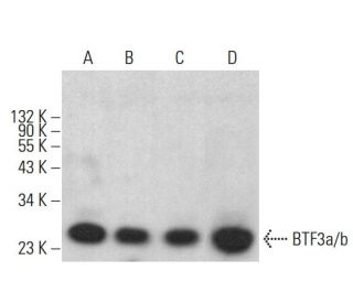BTF3a/b Antibody (C-7) - Western Blotting - Image 383073 