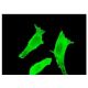 BTLA Antibody (4B8) - Immunofluorescence - Image 351788 