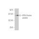 BTLA Antibody (4B8) - Western Blotting - Image 350343
