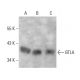 BTLA Antibody (4B8) - Western Blotting - Image 384275 
